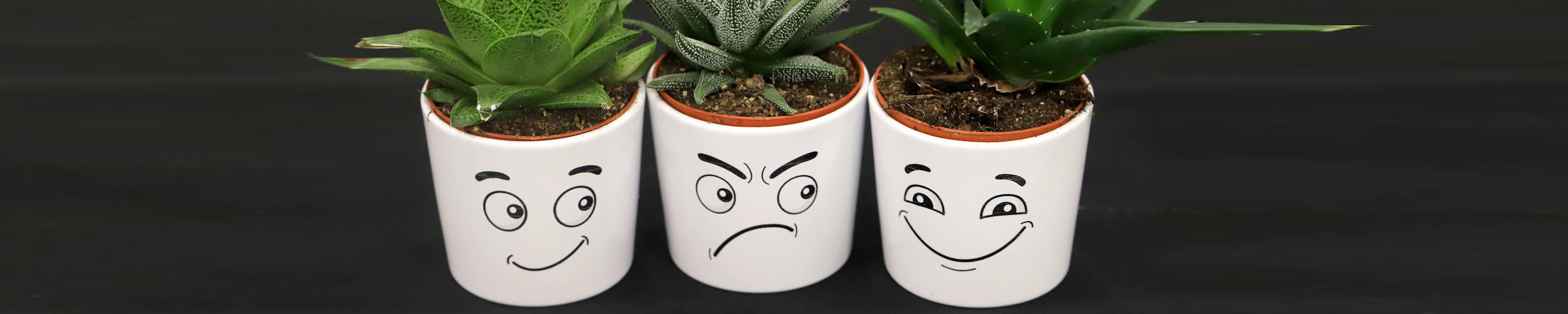 Diamond Congress Kft. - Contact us